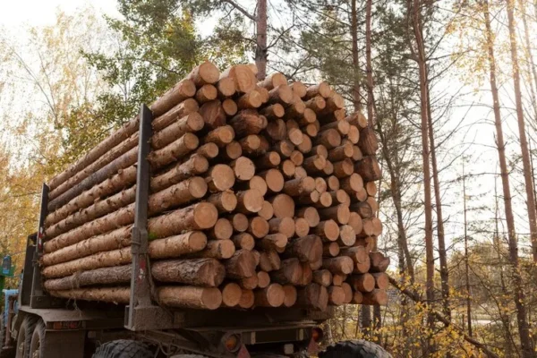 Buchenstämme LKW-Ladung 25 m³ 2 Meter Stammholz Hochwertiges Buchenholz