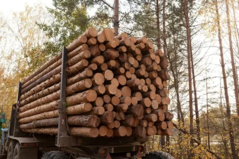 Buchenstämme – LKW-Ladung 50 m³ – 2 Meter Stammholz – Hochwertiges Buchenholz