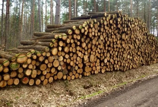 PEFC-zertifizierte Eichenstämme LKW-Ladung 60 m³ Luftgetrocknet 2 bis 10 m Stammholz