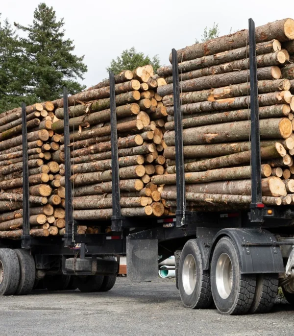 Kastanienstämme LKW-Ladung 25 m³ 2 Meter Stammholz Hochwertiges Kastanienholz