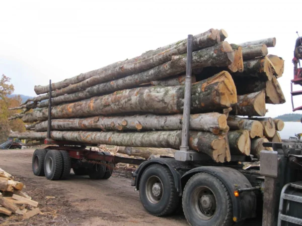 LKW-Ladung 60 Ster Brennholz aus Buche, Eiche und Hainbuche Trockenes Hartholz aus französischen Wäldern
