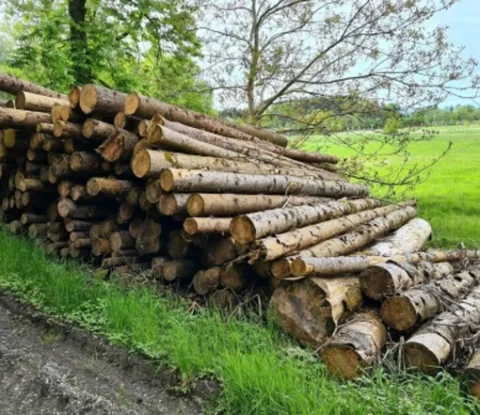 LKW-Ladung 60 m³ PEFC-zertifizierte Fichtenstämme – Luftgetrocknetes Rundholz für Sägewerke, Bau und Holzverarbeitung