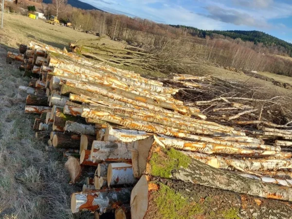 LKW-Ladung 60 m³ PEFC-zertifiziertes Kastanienholz Luftgetrocknete Rundholzstämme für Sägewerke und Bauprojekte